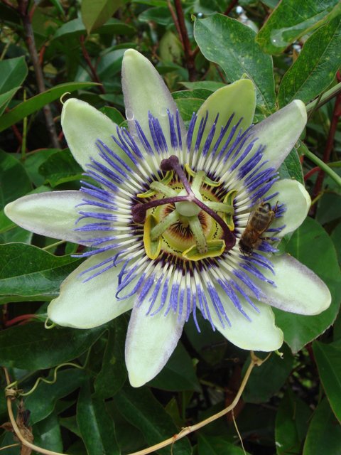 Passiflora caerulea fleur